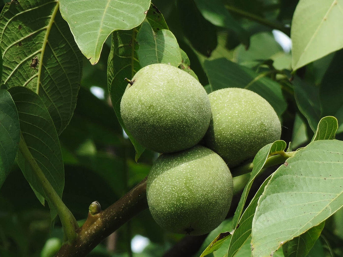 Bois de noyer pour fumage au kamado, aux arômes intenses et boisés.